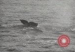 Image of Grey Whale California United States USA, 1966, second 61 stock footage video 65675061790