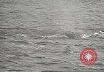 Image of Grey Whale California United States USA, 1966, second 62 stock footage video 65675061790
