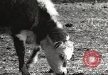 Image of Southwest Texas damage from drought Texas United States USA, 1967, second 10 stock footage video 65675061793
