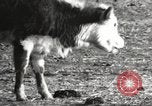 Image of Southwest Texas damage from drought Texas United States USA, 1967, second 11 stock footage video 65675061793