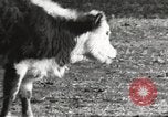 Image of Southwest Texas damage from drought Texas United States USA, 1967, second 12 stock footage video 65675061793