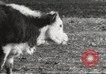 Image of Southwest Texas damage from drought Texas United States USA, 1967, second 13 stock footage video 65675061793