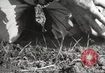 Image of Southwest Texas damage from drought Texas United States USA, 1967, second 14 stock footage video 65675061793