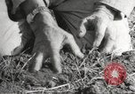 Image of Southwest Texas damage from drought Texas United States USA, 1967, second 15 stock footage video 65675061793