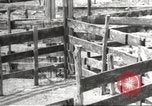 Image of Southwest Texas damage from drought Texas United States USA, 1967, second 38 stock footage video 65675061793