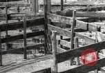 Image of Southwest Texas damage from drought Texas United States USA, 1967, second 39 stock footage video 65675061793