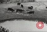 Image of Southwest Texas damage from drought Texas United States USA, 1967, second 49 stock footage video 65675061793
