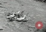 Standbild fallen von Singapur Singapur, 1942, aus Sekunde 25 historischem Filmmaterial Videoclip 65675061821