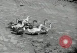 Standbild fallen von Singapur Singapur, 1942, aus Sekunde 26 historischem Filmmaterial Videoclip 65675061821