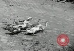 Standbild fallen von Singapur Singapur, 1942, aus Sekunde 27 historischem Filmmaterial Videoclip 65675061821