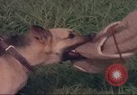 Image of 88th Military Police Corps Vietnam, 1965, second 19 stock footage video 65675061960
