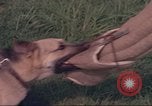 Image of 88th Military Police Corps Vietnam, 1965, second 20 stock footage video 65675061960
