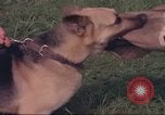 Image of 88th Military Police Corps Vietnam, 1965, second 21 stock footage video 65675061960