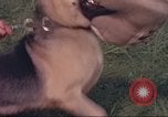 Image of 88th Military Police Corps Vietnam, 1965, second 23 stock footage video 65675061960