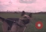 Immagine di 88 Corpo militare di polizia Il Vietnam, 1965, secondo 3 filmato di repertorio 65675061962