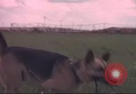 Immagine di 88 Corpo militare di polizia Il Vietnam, 1965, secondo 7 filmato di repertorio 65675061962