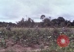 Image of 1st Infantry Division Vietnam, 1965, second 16 stock footage video 65675061976