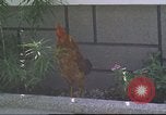 Image of morning view Vietnam, 1965, second 7 stock footage video 65675061981