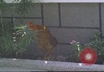 Image of morning view Vietnam, 1965, second 8 stock footage video 65675061981