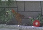 Image of morning view Vietnam, 1965, second 9 stock footage video 65675061981