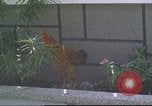 Image of morning view Vietnam, 1965, second 10 stock footage video 65675061981
