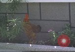Image of morning view Vietnam, 1965, second 12 stock footage video 65675061981