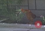 Image of morning view Vietnam, 1965, second 15 stock footage video 65675061981
