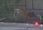 Image of morning view Vietnam, 1965, second 16 stock footage video 65675061981