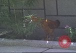 Image of morning view Vietnam, 1965, second 17 stock footage video 65675061981