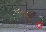 Image of morning view Vietnam, 1965, second 18 stock footage video 65675061981