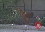 Image of morning view Vietnam, 1965, second 19 stock footage video 65675061981