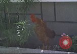 Image of morning view Vietnam, 1965, second 20 stock footage video 65675061981