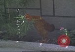 Image of morning view Vietnam, 1965, second 21 stock footage video 65675061981
