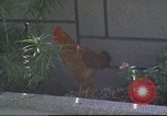 Image of morning view Vietnam, 1965, second 25 stock footage video 65675061981