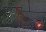 Image of morning view Vietnam, 1965, second 26 stock footage video 65675061981