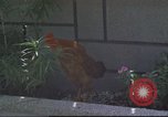 Image of morning view Vietnam, 1965, second 27 stock footage video 65675061981