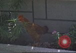 Image of morning view Vietnam, 1965, second 29 stock footage video 65675061981