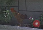 Image of morning view Vietnam, 1965, second 30 stock footage video 65675061981