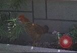 Image of morning view Vietnam, 1965, second 32 stock footage video 65675061981