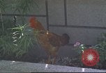 Image of morning view Vietnam, 1965, second 33 stock footage video 65675061981