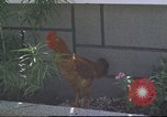 Image of morning view Vietnam, 1965, second 37 stock footage video 65675061981