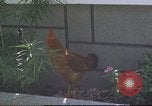 Image of morning view Vietnam, 1965, second 38 stock footage video 65675061981