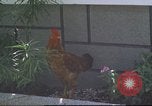 Image of morning view Vietnam, 1965, second 39 stock footage video 65675061981