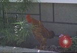 Image of morning view Vietnam, 1965, second 41 stock footage video 65675061981