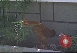 Image of morning view Vietnam, 1965, second 42 stock footage video 65675061981