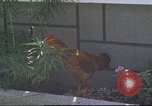 Image of morning view Vietnam, 1965, second 43 stock footage video 65675061981