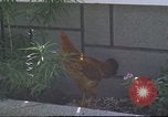 Image of morning view Vietnam, 1965, second 45 stock footage video 65675061981