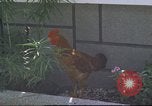 Image of morning view Vietnam, 1965, second 46 stock footage video 65675061981