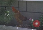 Image of morning view Vietnam, 1965, second 47 stock footage video 65675061981