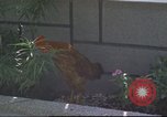 Image of morning view Vietnam, 1965, second 48 stock footage video 65675061981